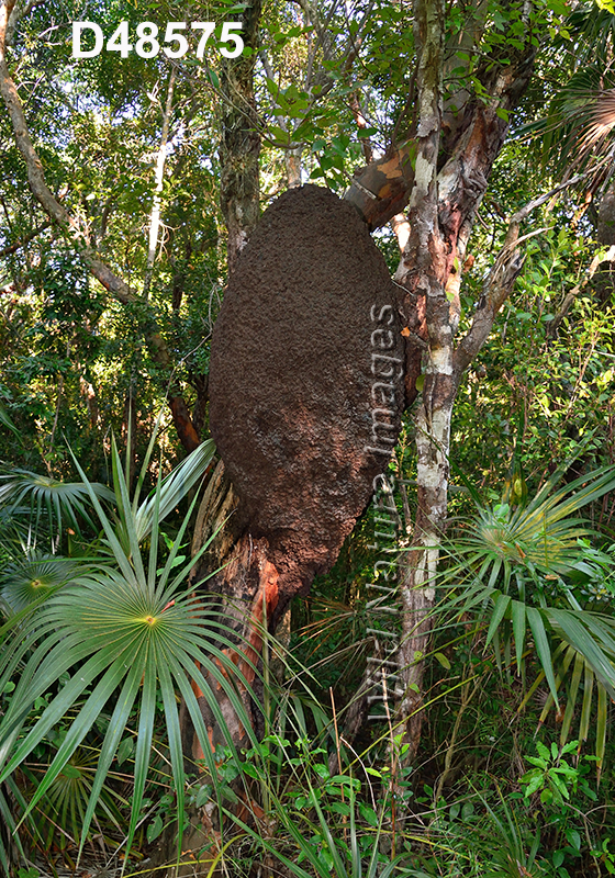 Nasutitermes rippertii